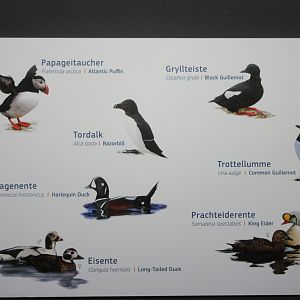 Eismeer - Seabird Aviary Sign