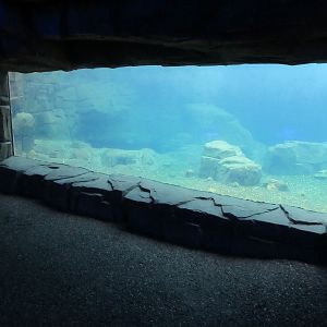 Eismeer - Pacific Walrus Exhibit #3