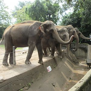 Begging Asian Elephants