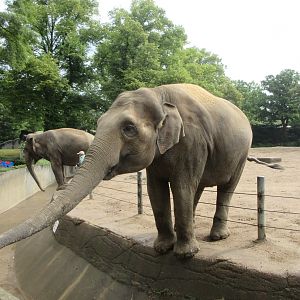 Begging Asian Elephants