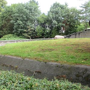 Asian Elephant Bull Yard - empty
