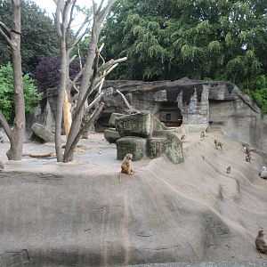 Hamadryas Baboon 'Blob' Exhibit