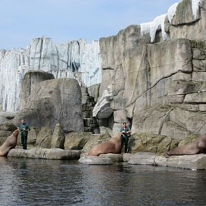 Eismeer - Pacific Walrus Training Session