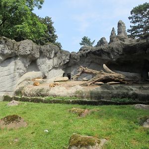 African Lion Exhibit - pitifully small