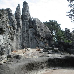 Barbary Sheep Exhibit