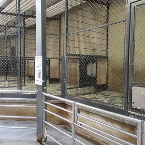 African Lion Indoor Area - small and sterile