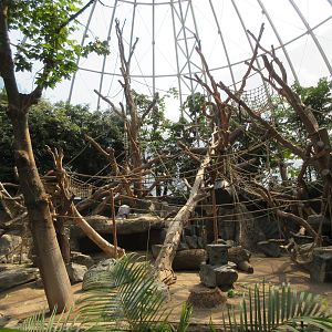Sumatran Orangutan/Small-clawed Otter Exhibit