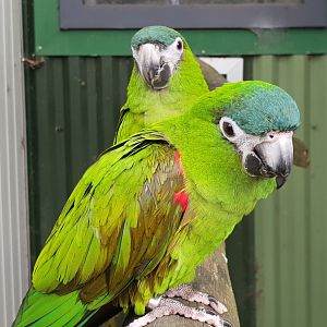 Red-shouldered macaws