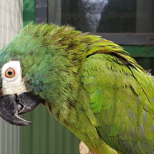 Illiger's macaw