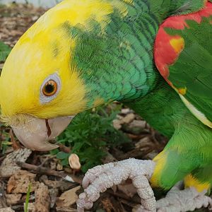 Yellow-headed amazon