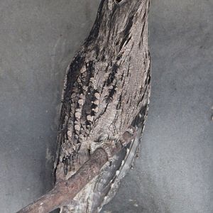 Tawny frogmouth