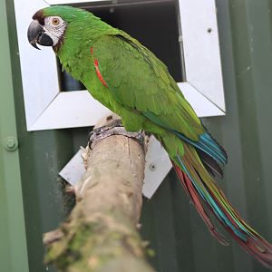 Chestnut-fronted macaw