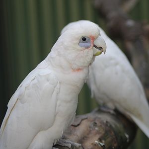 Little corella's