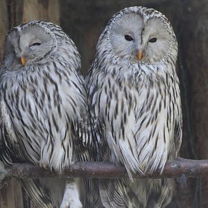 Ural owls