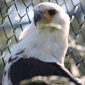 African fish-eagle