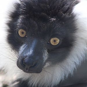 Black-and-white ruffed lemur