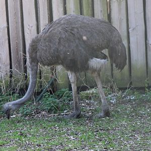 Ostrich - female