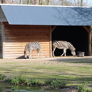 Zebra stable