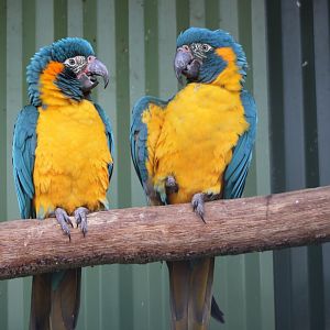 Blue-throated macaws