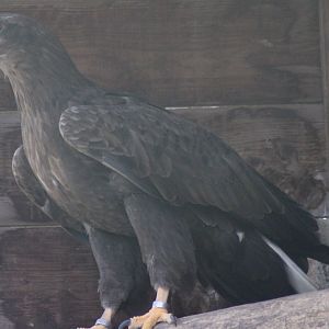 White-tailed sea-eagle