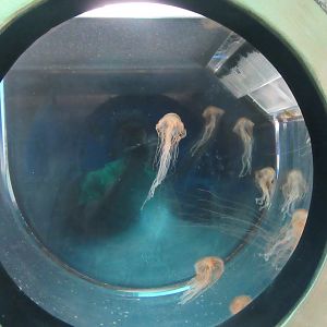 Japanese Sea Nettles-New in 2019