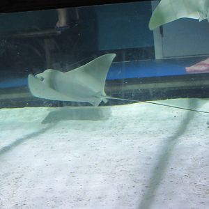 Cownose Stingrays-New in 2019