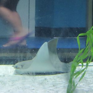 Cownose Stingrays-New in 2019
