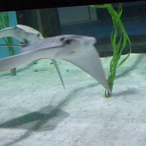 Cownose Stingrays-New in 2019