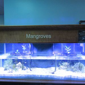 Mangrove Exhibit