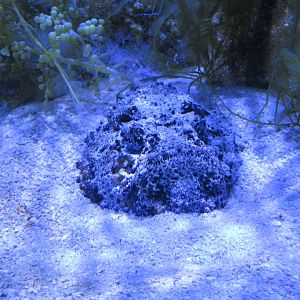 Reef Stonefish