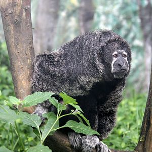 monk saki (Pithecia monachus)