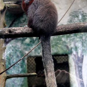 ornate titi (Plecturocebus ornatus) aka (Callicebus ornatus)