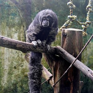 monk saki (Pithecia monachus)