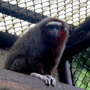 ornate titi (Plecturocebus ornatus) aka (Callicebus ornatus)