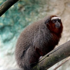 ornate titi (Plecturocebus ornatus) aka (Callicebus ornatus)
