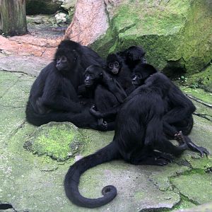 brown-headed spider monkey (Ateles fusciceps rufiventris)