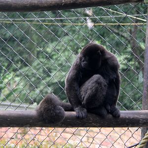 Colombian woolly monkey (Lagothrix lugens)