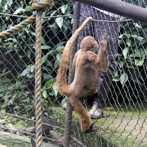 common woolly monkey, or Humboldt's woolly monkey (Lagothrix lagothricha)