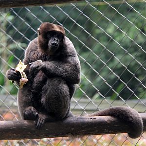 common woolly monkey, or Humboldt's woolly monkey (Lagothrix lagothricha)