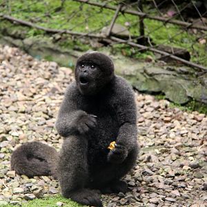 Colombian woolly monkey (Lagothrix lugens)