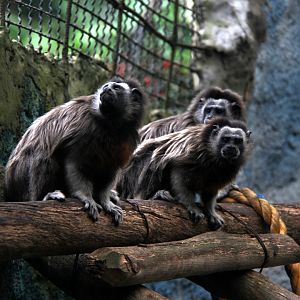 white-footed tamarin (Saguinus leucopus)