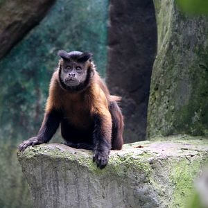 Large-headed capuchin (Sapajus macrocephalus)