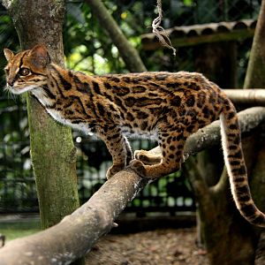 Tiger cat or Oncilla (Leopardus tigrinus pardinoides)