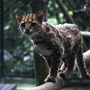 Tiger cat or Oncilla (Leopardus tigrinus pardinoides)