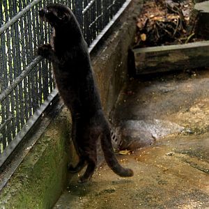 Melanistic Tiger cat or Oncilla (Leopardus tigrinus pardinoides)
