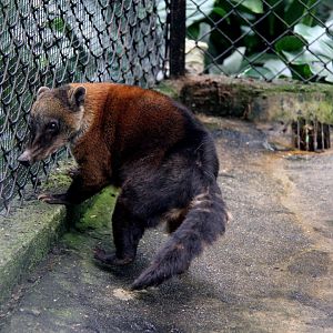 Orange coati (Nasua nasua dorsalis)