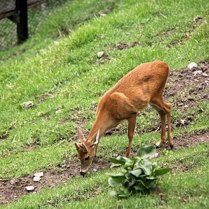 White-tailed deer (Odocoileus virginianus goudotii)