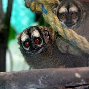 Grey-legged douroucouli (Aotus griseimembra)