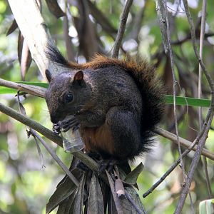 red-tailed squirrel (Notosciurus granatensis)