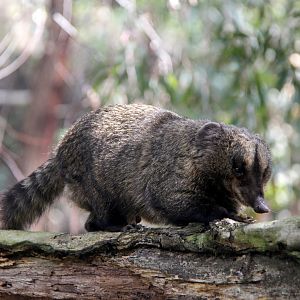 western mountain coati or western dwarf coati (Nasuella olivacea)
